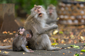 Mother monkey eats batatas with his children sitting on the ground in the jungle.