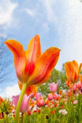 colorful tulips. tulips in spring,colourful tulip
