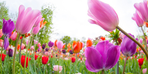colorful tulips. tulips in spring,colourful tulip