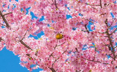 Warbling white-eye looks at you among Japanese pink cherry blossom in spring