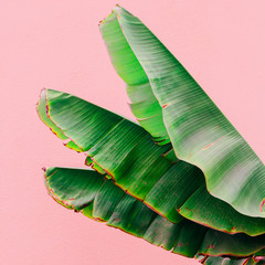Palm leaves on pink wall. Plants on pink concept art. Canary island