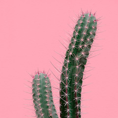 Cactus on pink background wall.  Plants on pink concept