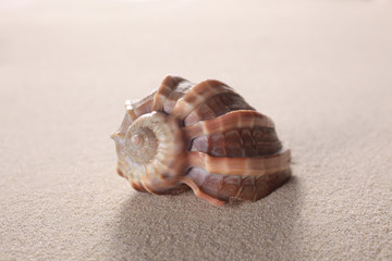 shell on the sand with copy space for your text