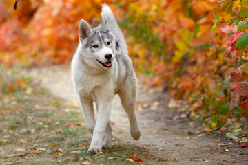 Portrait of cute and happy dog breed Siberian husky with tonque hanging out running in the bright yellow autumn forest. Cute grey and white husky dog in the golden fall forest