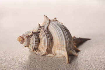 shell on the sand with copy space for your text