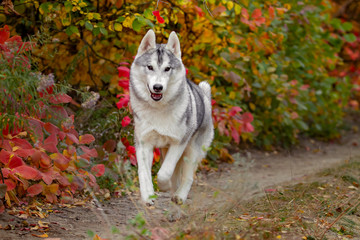 Portrait of cute and happy dog breed Siberian husky with tonque hanging out running in the bright yellow autumn forest. Cute grey and white husky dog in the golden fall forest