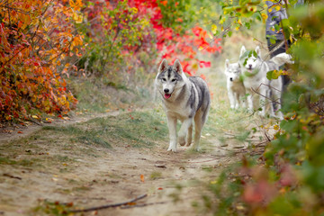 Portrait of cute and happy dog breed Siberian husky with tonque hanging out running in the bright yellow autumn forest. Cute grey and white husky dog in the golden fall forest