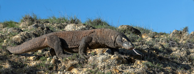 Komodo dragon  with the  forked tongue sniff air. Close up. The Komodo dragon, scientific name: Varanus komodoensis. Indonesia.