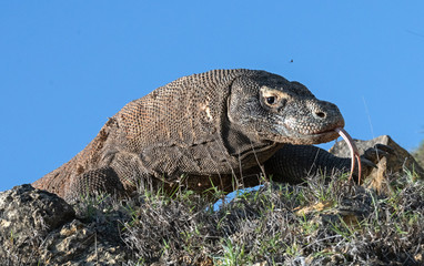 Komodo dragon  with the  forked tongue sniff air. Close up. The Komodo dragon, scientific name: Varanus komodoensis. Indonesia.