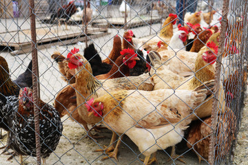 Roosters and hens in the cage for sale at the street market