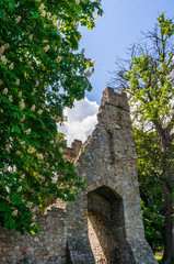 Ruins of the Monkstown Castle entrance under the shade of two blooming chestnut trees on a sunny spring day. Derelict facade of a former castle built by monks in Dublin, Ireland.