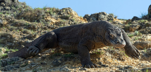 The Komodo dragon. Scientific name: Varanus komodoensis. Indonesia.