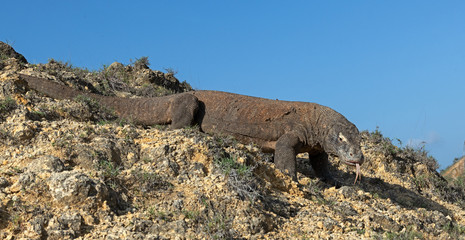 The Komodo dragon. Scientific name: Varanus komodoensis. Indonesia.