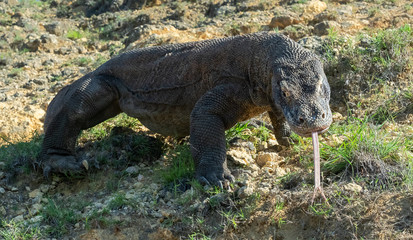 Obraz premium Komodo dragon with the forked tongue sniff air. Close up. The Komodo dragon, scientific name: Varanus komodoensis. Indonesia.