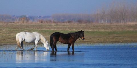Two wild horses black and white is drinking on the watering place