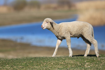 Obraz premium Cute lamb on the green spring meadow