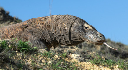 Komodo dragon  with the  forked tongue sniff air. Close up. The Komodo dragon, scientific name: Varanus komodoensis. Indonesia.