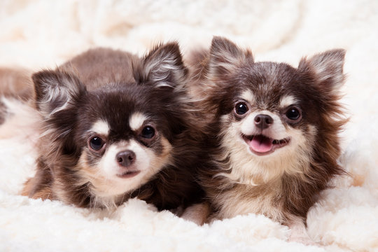 funny chihuahua dog,two chihuahua dogs lying on a blanket,cute dog chihuahua. Animal portrait.