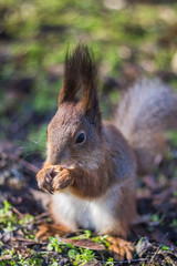 Close-up portrait young squirrel eats nut in the park.	