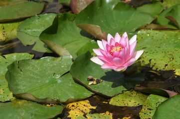 water lily in floes