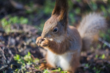 Naklejka na ściany i meble Close-up portrait young squirrel eats nut in the park. 