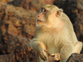 wild monkey macaque sitting on the mountain on an island in Thailand and looks up