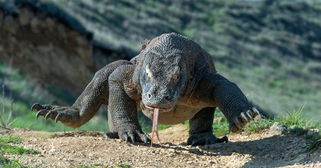 Komodo dragon  with the  forked tongue sniff air. Close up. The Komodo dragon, scientific name:...