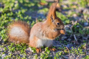 Naklejka na ściany i meble Close-up portrait young squirrel eats nut in the park.