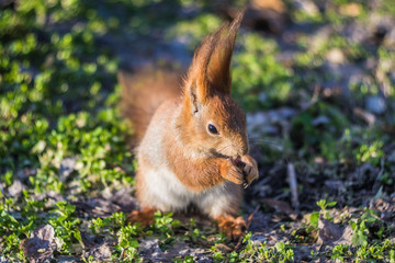 Close-up portrait young squirrel eats nut in the park.
