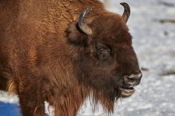 European Bison, Wisent, European Wood Bison, herbivore in winter, Bison bonasus, Romania, Europe