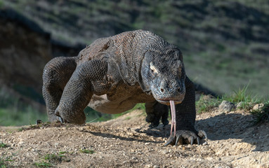 Komodo dragon  with the  forked tongue sniff air. Close up. The Komodo dragon, scientific name:...