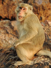 wild monkey macaque sitting on the mountain on an island in Thailand and looks into the camera