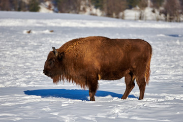 European Bison, Wisent, European Wood Bison, herbivore in winter, Bison bonasus, Romania, Europe