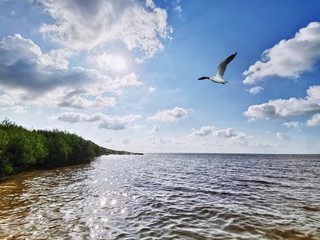 Fototapeta na wymiar Tranquil Scenery of A Seagull Flying Over the Sea Against Cloudy Sky