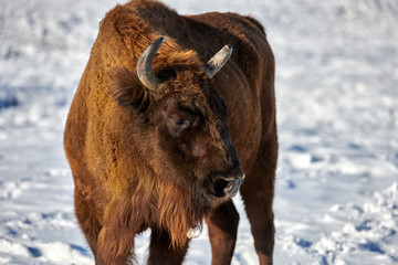 European Bison, Wisent, European Wood Bison, herbivore in winter, Bison bonasus, Romania, Europe