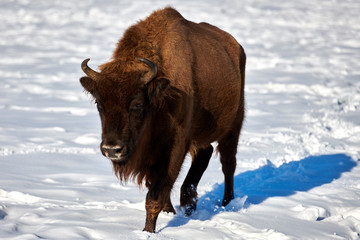 European Bison, Wisent, European Wood Bison, herbivore in winter, Bison bonasus, Romania, Europe
