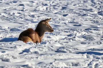 Carpathian brown deer(Cervus elaphus) in nature in winter time, Romania, Europe