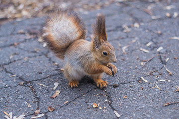 Naklejka na ściany i meble A European squirrel eats Nut in a park on a sun day. 