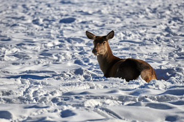 Carpathian brown deer(Cervus elaphus) in nature in winter time, Romania, Europe
