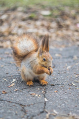 Close-up portrait young squirrel eats nut in the park.	