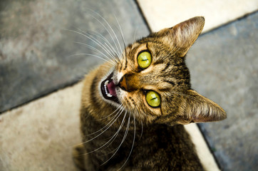 meowing cat with yellow eyes