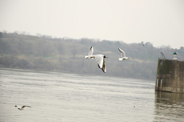 Black-headed gull in the flight above the river