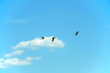 Obraz premium Swallows flying on the blue sky flying in group