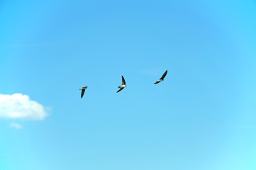 Fototapeta premium Swallows flying on the blue sky flying in group