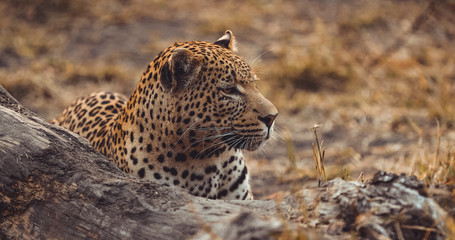 Male Leopard in South Africa