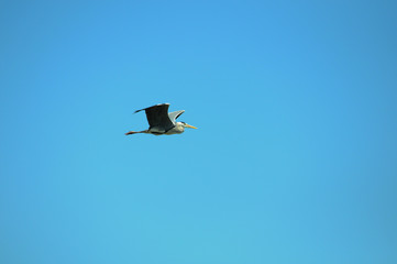 Gray heron flying in the blue sky