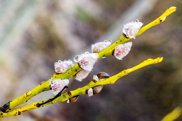 Branch of pussy willow with raindrops in spring.