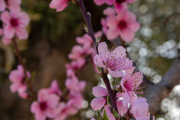 Obraz premium Flowers of peach blossom in the field