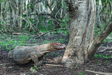 The Komodo dragon. Scientific name: Varanus komodoensis. Indonesia.