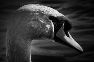 swan close up ,dramatic bird , black and white , Nice picture